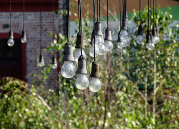 Close-up of plants hanging against blurred background