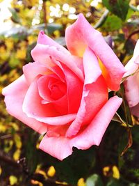 Close-up of pink rose