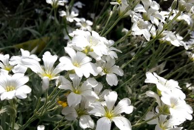 Close-up of white flowering plants on field