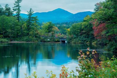 Reflection of trees in lake