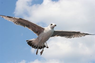 Low angle view of eagle flying against sky