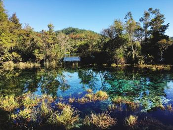 Scenic view of lake in forest against sky