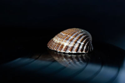 Close-up of seashell on black background