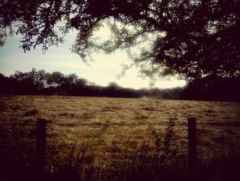 Trees on field at sunset