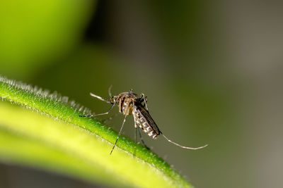 Close-up of mosquito on plant