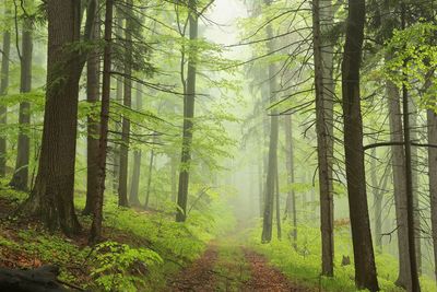 Pine trees in forest