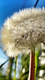 Close-up of dandelion flower