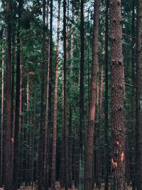 Trees in forest