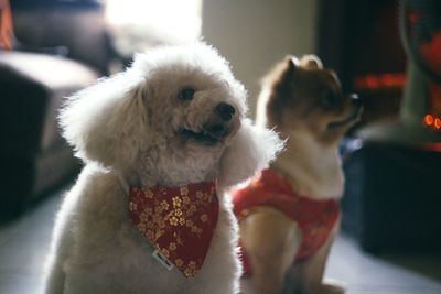 Close-up of man holding dog