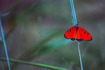 Close-up of butterfly on flower