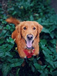 Portrait of dog