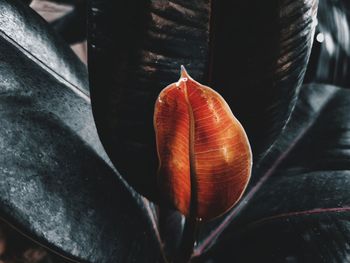 High angle view of red flower