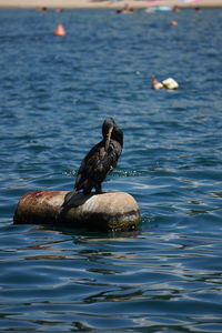 Duck swimming in lake