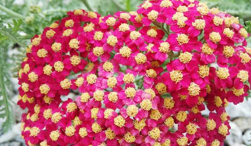 Close-up of pink flower