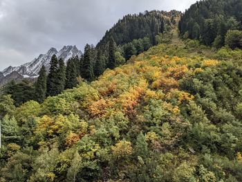 Scenic view of forest against sky