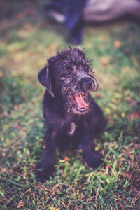 Dog yawning on grassy field