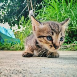 Close-up portrait of a cat