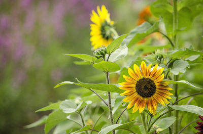 Sunflowers in a garden