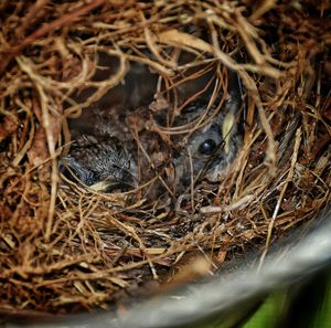 High angle view of dead bird in nest