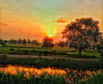 Trees on field against orange sky