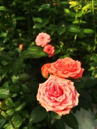 Close-up of pink rose