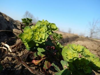 Close-up of fresh green plant