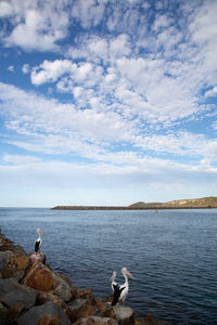 Scenic view of sea against sky with pelicans