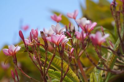 Close-up of pink flowers