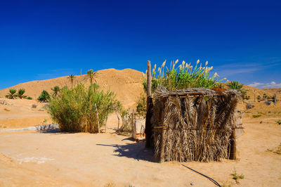 Trees on desert against blue sky