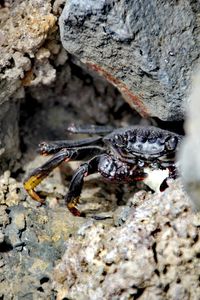 Close-up of crab on rock