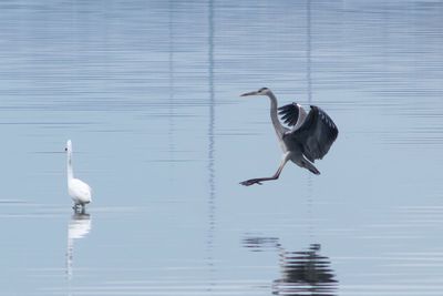 High angle view of gray heron by lake