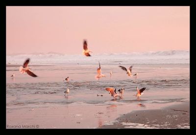 Birds on beach against sky