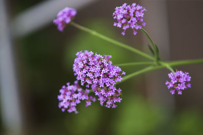 Close-up of purple flowering plant