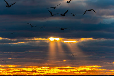 Low angle view of seagulls flying against sky during sunset