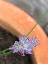 Close-up of pink flower