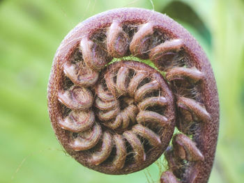 Close-up of fern