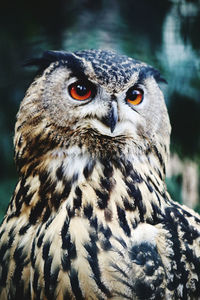 Close-up portrait of owl