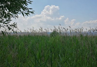 Scenic view of grassy field against sky