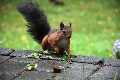 Squirrel on footpath