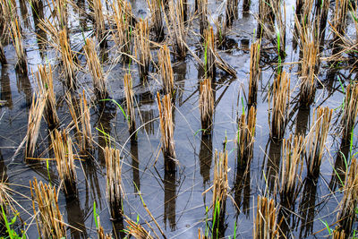 Close-up of plants growing on field