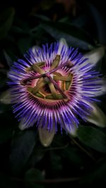 Close-up of purple flower blooming outdoors