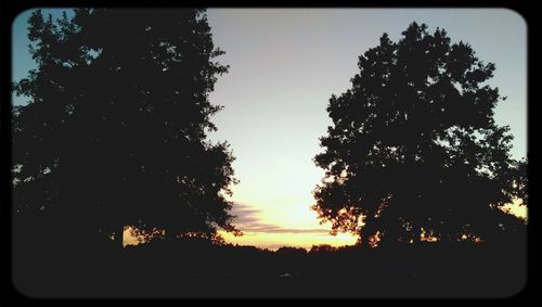 Silhouette of trees at sunset