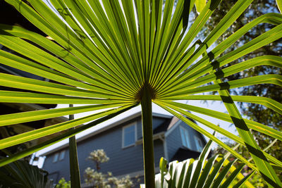 Close-up of palm tree
