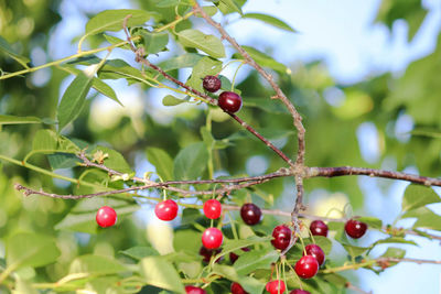 Red berries growing on tree