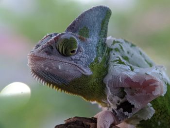 Iguana Reptile