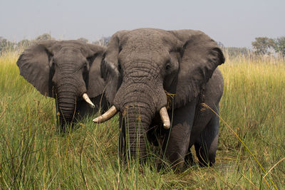 Elephant in a field