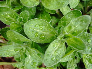 Full frame shot of wet leaves