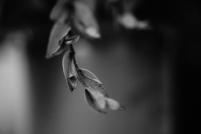 Close-up of dried plant