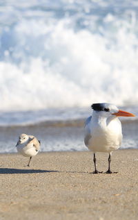 Seagulls on beach