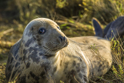 Close-up of an animal